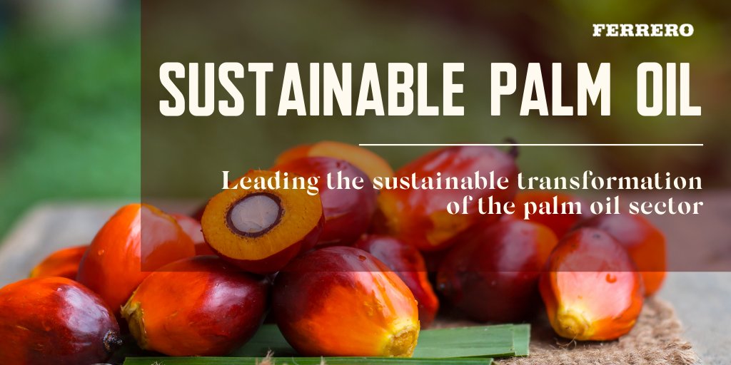 Ferrero is leading the sustainable transformation of the #palmoil sector🌴 for the benefit of the environment and the communities living and working in palm oil-producing countries🧑‍🌾👩‍🌾 buff.ly/3oiGwFU #SustainablePalmOil