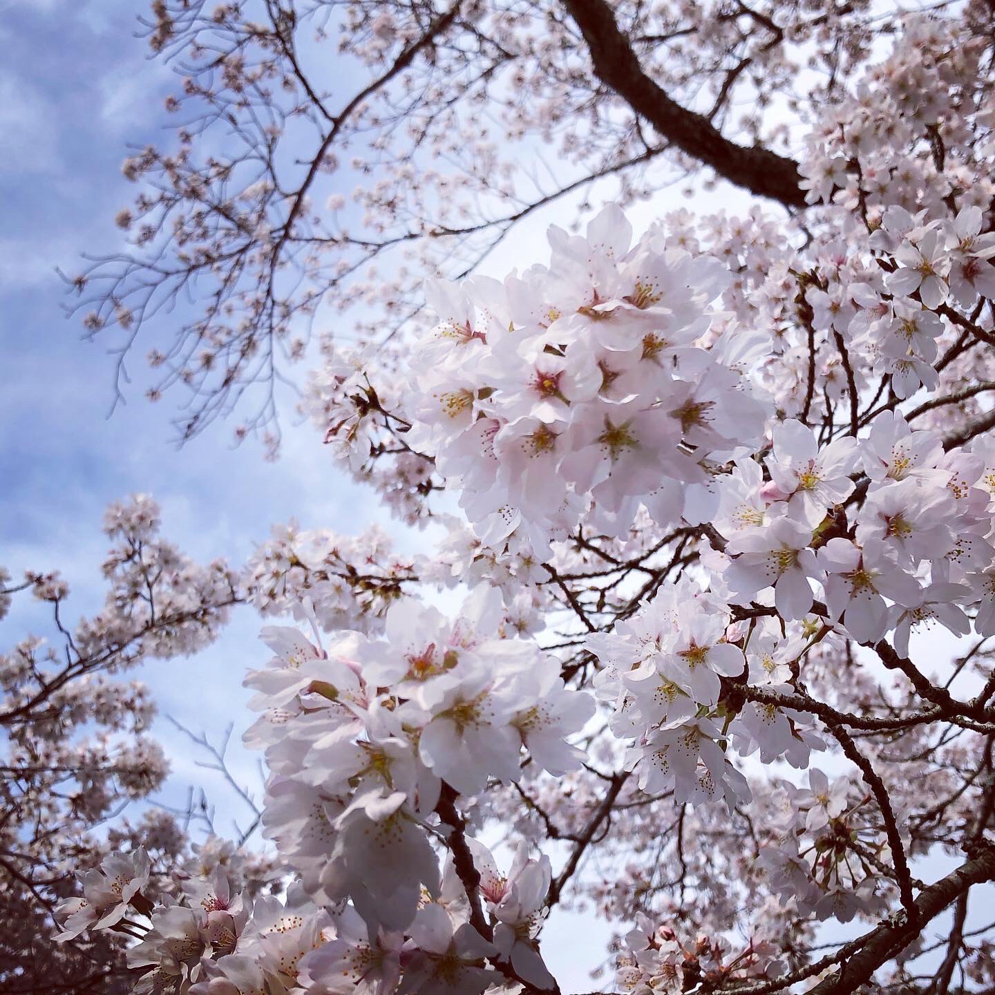 くらしゴトlabo 七谷川の桜 満開でした 亀岡 七谷川 桜 くらしゴトlabo T Co 84gutyfs8j Twitter