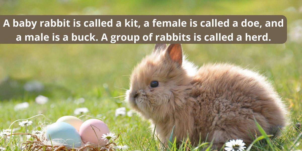 JournalsPress's tweet photo. LJP SFR Research Facts⁣

#openaccessjournal #researchjournal #scientificjournal #internationaljournal #scientific #research #researcher #scientist #scienceiscool #sciencefacts #facts #blog  #science #rabbit  #animal  #pets https://t.co/eLKyOo6dod