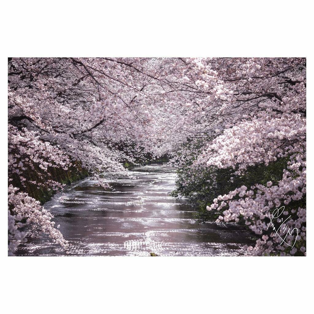 ぶらり　お花紀行〜

#はなまっぷ #私の花の写真 #kokohana #ボケフォトファン #ふんわり写真部 #花撮り人 #写真好きな人と繋がりたい #写真で伝えたい私の世界 #やまだしんいち #撮影会 #花の写真館 #はなすきな人と繋がりたい