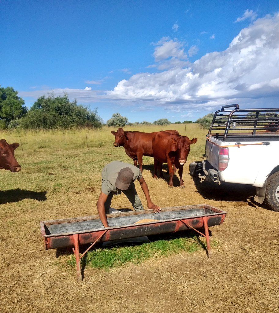 ThaboDithakgwe's tweet photo. Another lovely day at Lamus Bonsmaras. Received a few great rain showers a few moments after supplementing.
#LamusBonsmara #StudBreeding https://t.co/Ph0S2L2im1