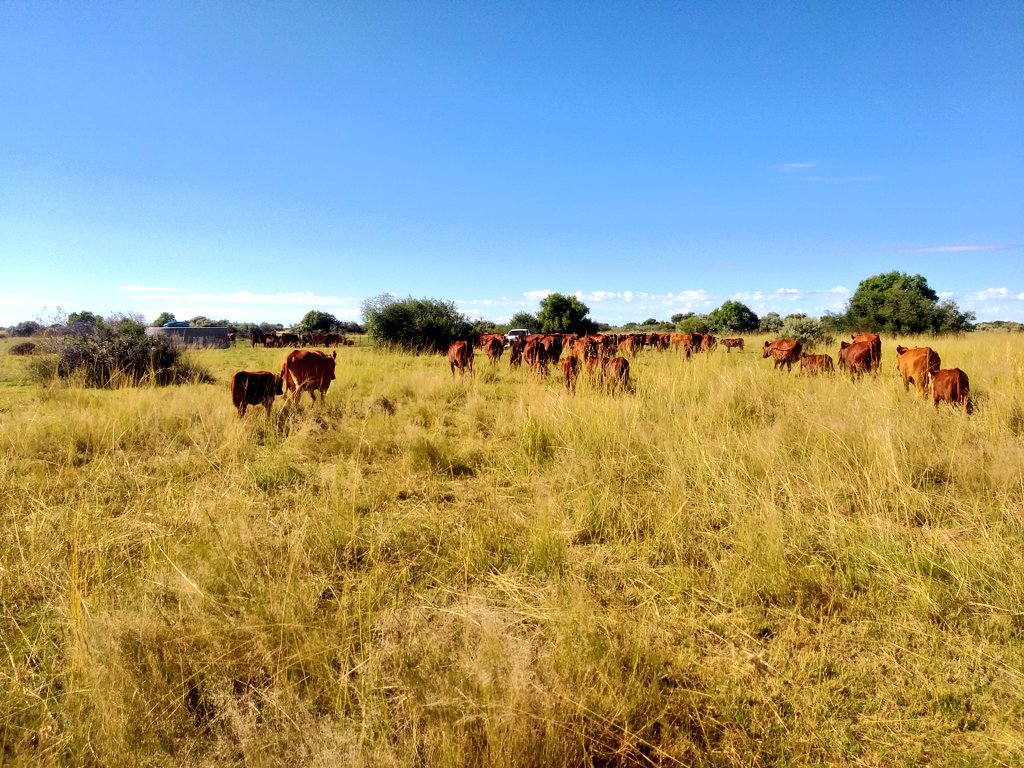 ThaboDithakgwe's tweet photo. Another lovely day at Lamus Bonsmaras. Received a few great rain showers a few moments after supplementing.
#LamusBonsmara #StudBreeding https://t.co/Ph0S2L2im1