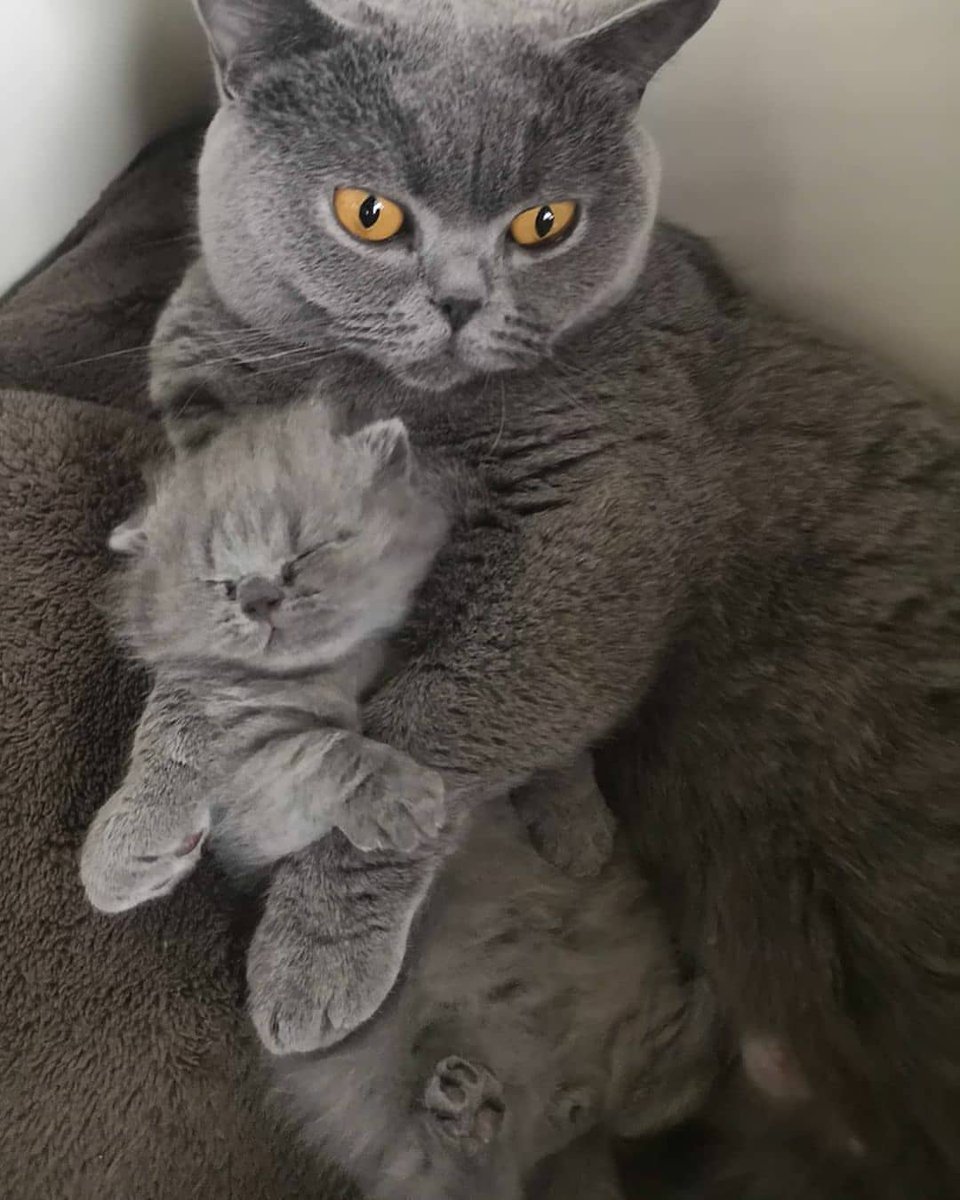 Esmatara9's tweet photo. Just watching my #cats can make me happy.π±π±π±π±β€οΈβ€οΈβ€οΈβ€οΈ
#BedGate2 #CatsOfTwitter #cats #dogsoftwitter #dogs
#wednesdaythought #DogsBehavingVeryBadlyb #twitterweek #catsofinstagram https://t.co/hkMS853Jqz