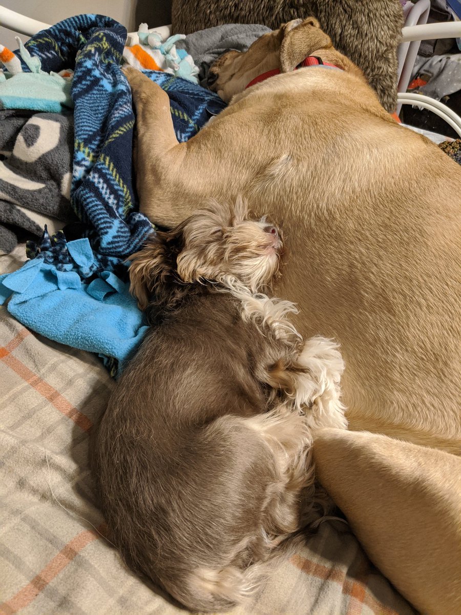 FenixPerrito's tweet image. My favorite snuggle spot.