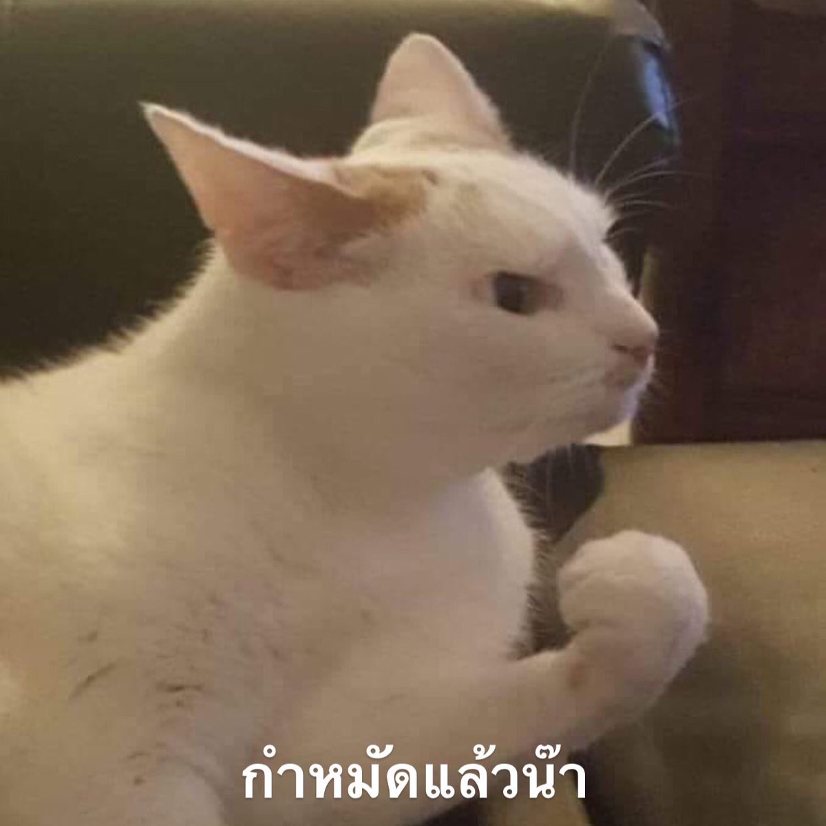 ฟ. tweet media