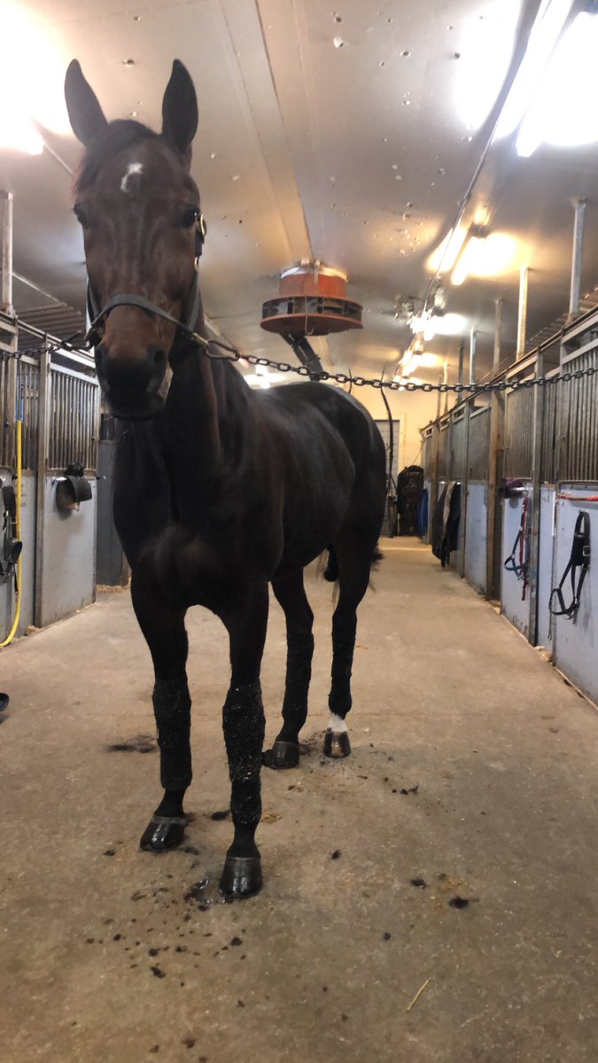 Han her har gitt meg mye glede, Enough Genius🥇🥇🏆 #stalltvedt