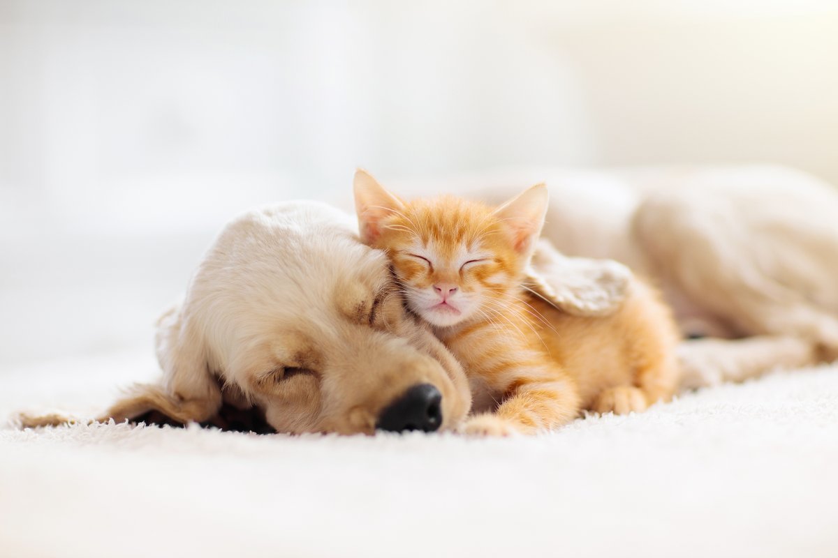 LiveGateCity's tweet photo. Happy #Caturday! Did you know we welcome furry friends at our community as well? Learn more today: (336) 245-1757! #LIVEGateCity #Pets #FurryFriends #Home #GreensboroApartments #Dogs #Cats https://t.co/4lcSFD4njm