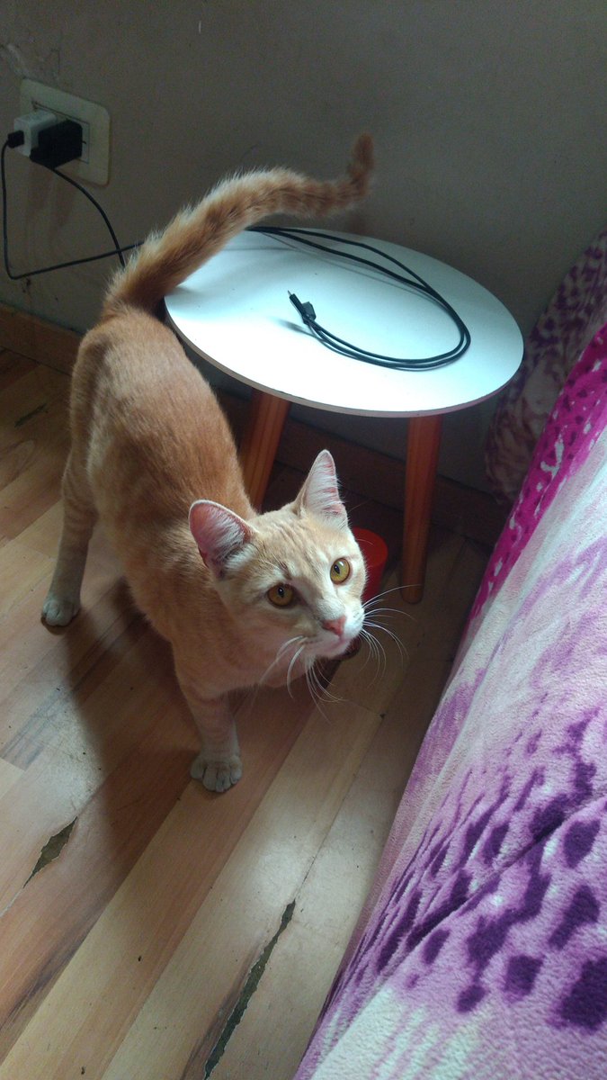 sofiizerillo's tweet photo. GATITO EN ADOPCIÓN ‼️
Tiene menos de un año y es súper mimoso, porfavor compartan🙏 https://t.co/kKXDUFp235
