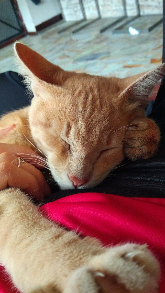 sofiizerillo's tweet photo. GATITO EN ADOPCIÓN ‼️
Tiene menos de un año y es súper mimoso, porfavor compartan🙏 https://t.co/kKXDUFp235