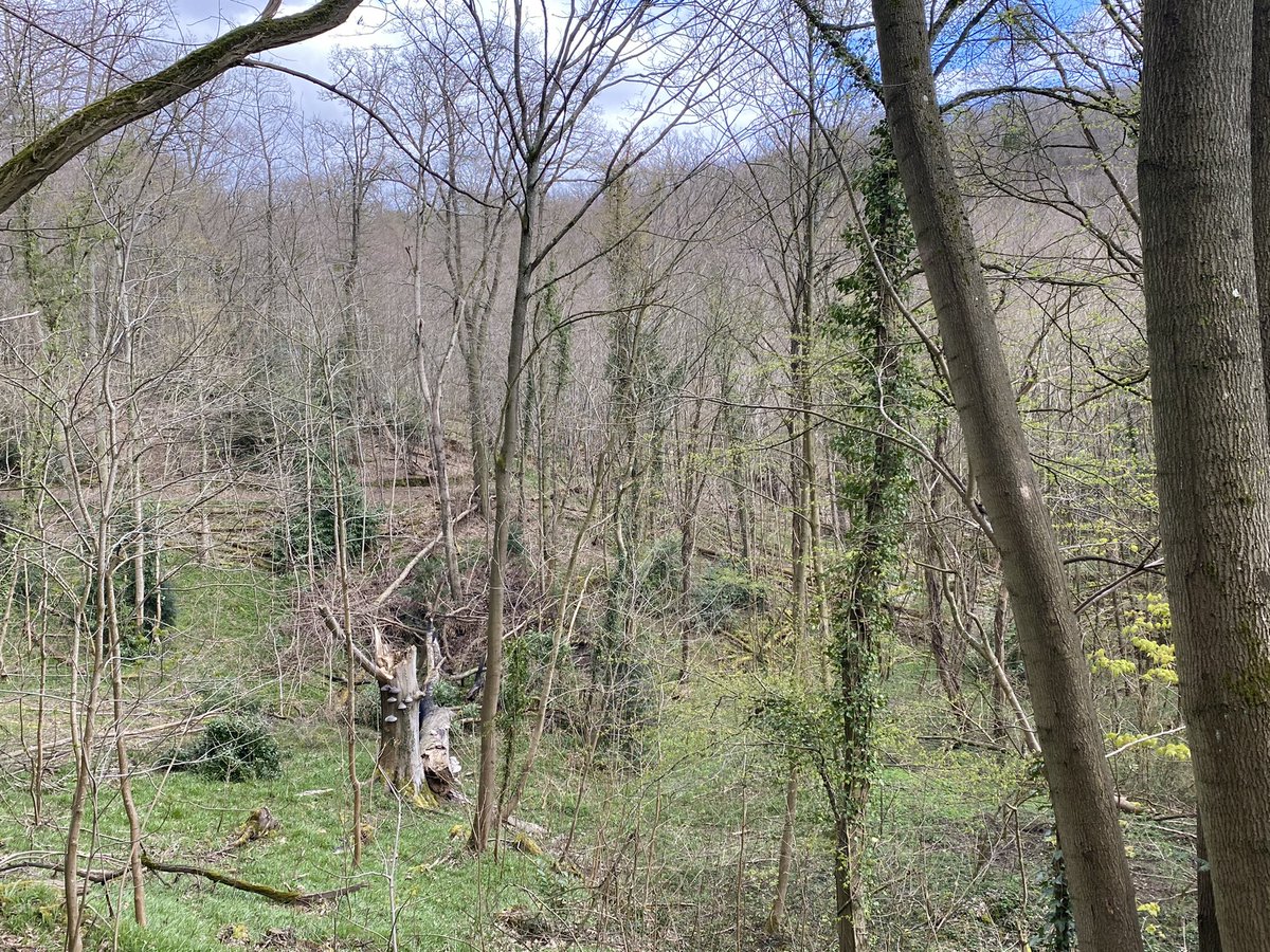 SebLouchard's tweet photo. Balade dans la forêt de Bièvres @mairie91570 https://t.co/3IGcwgQGQT