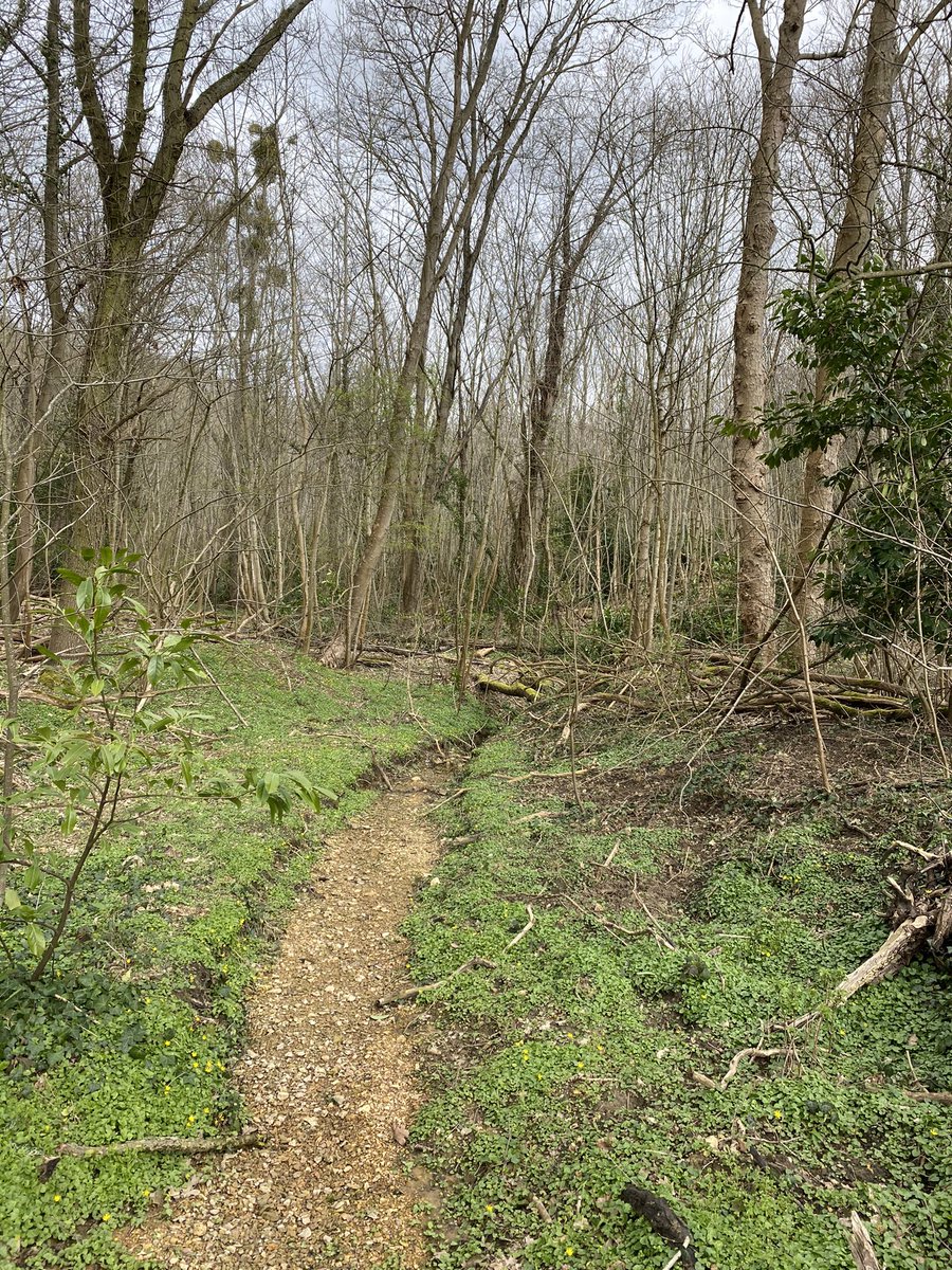 SebLouchard's tweet photo. Balade dans la forêt de Bièvres @mairie91570 https://t.co/3IGcwgQGQT