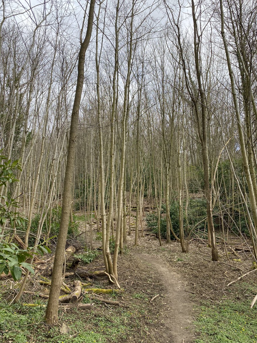 SebLouchard's tweet photo. Balade dans la forêt de Bièvres @mairie91570 https://t.co/3IGcwgQGQT