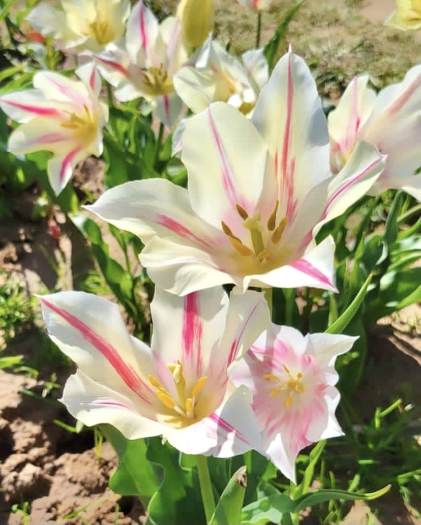 Texas-Tulips tweet media