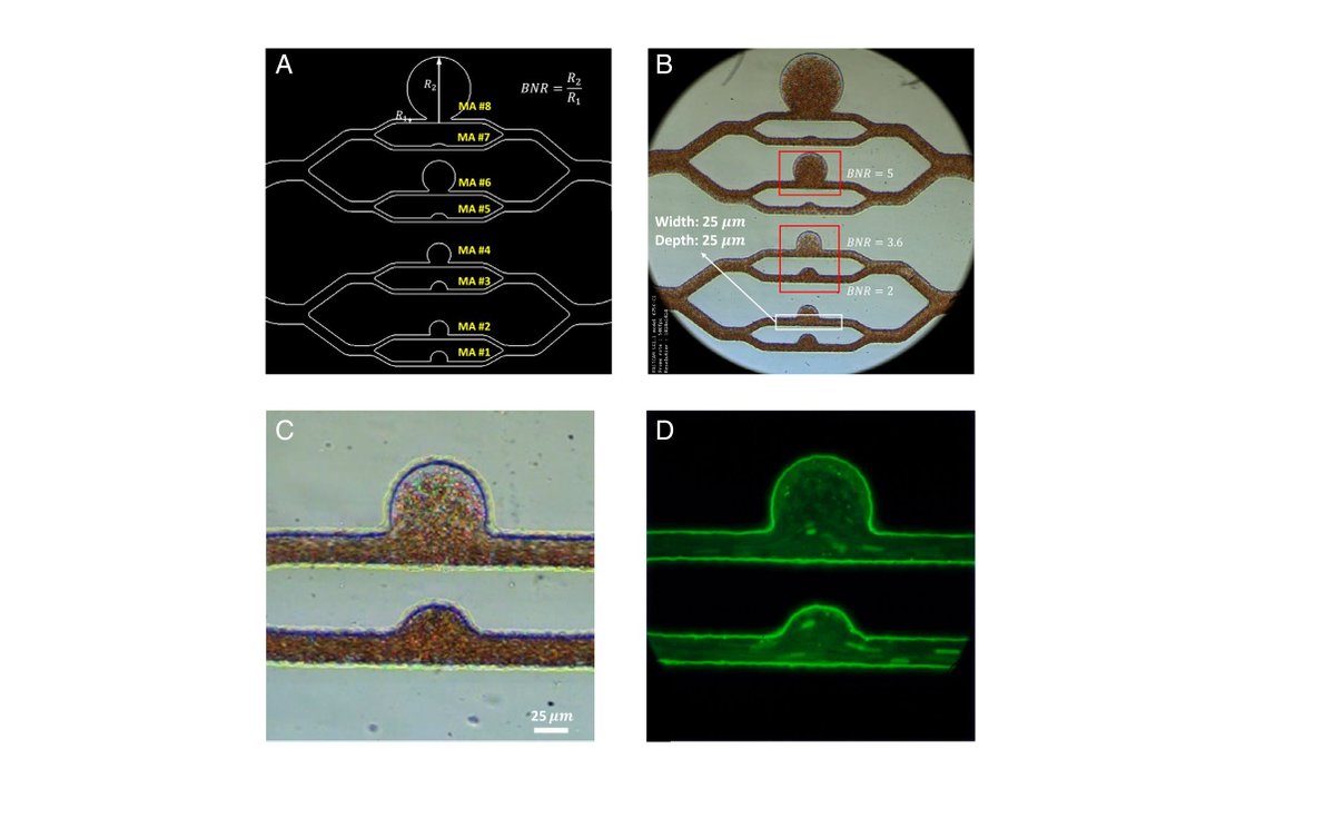 Endothelial Cell News tweet media