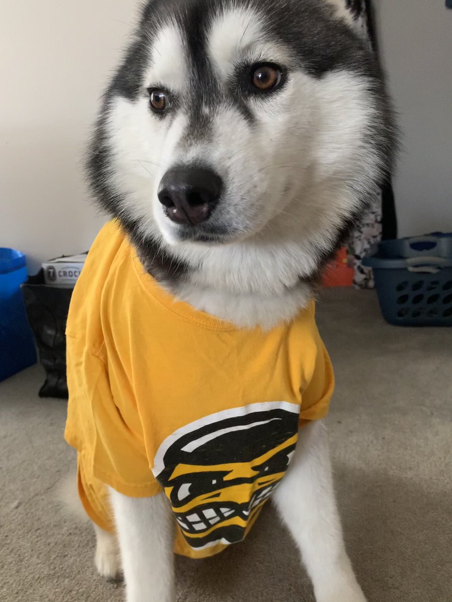 QueenJeanMarie's tweet photo. Had to make sure our allegiance is clear: this husky is a Hawkeye. 
🖤🏀💛

#ncaaW #Hawkeyes https://t.co/BzHBwcJ3Gz