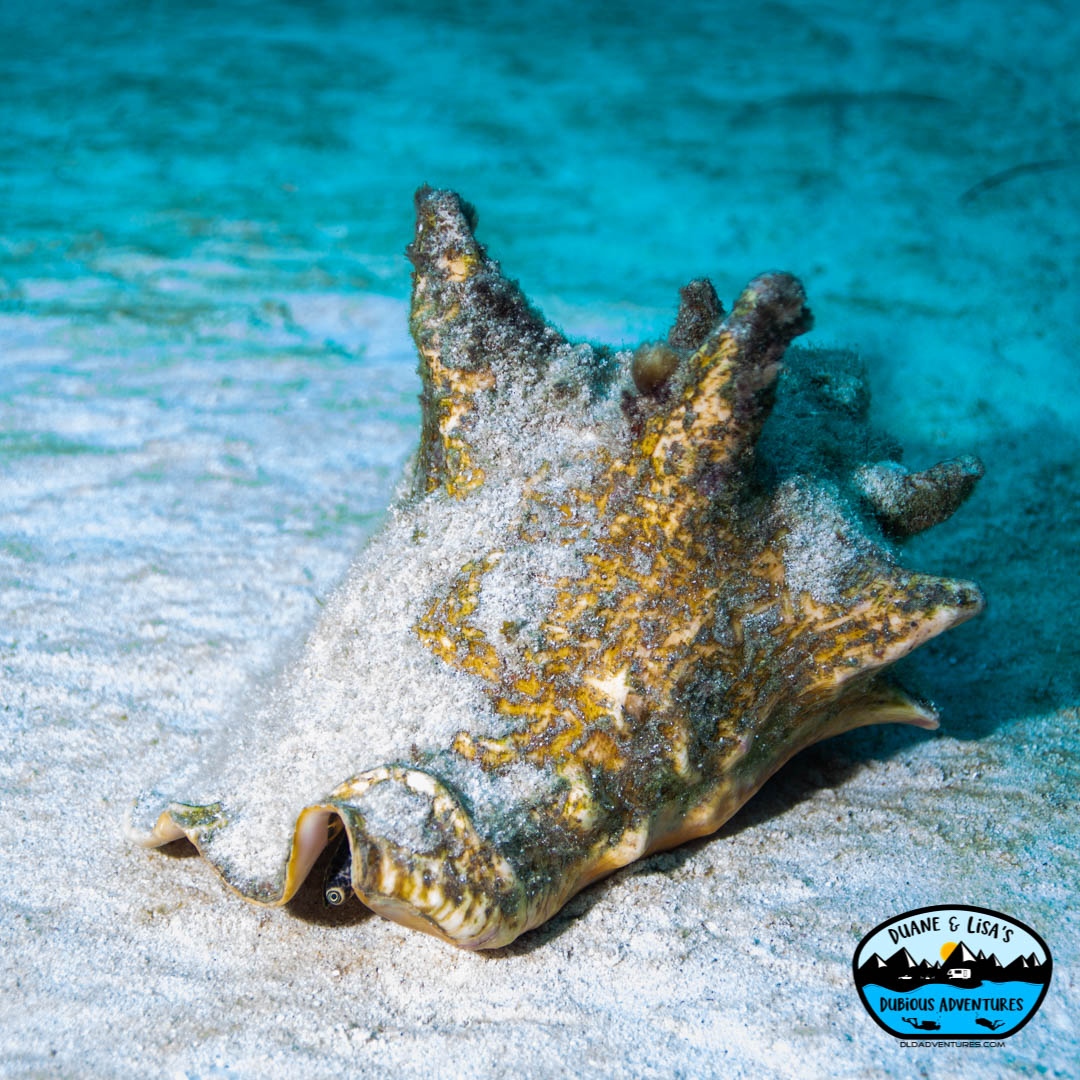 dldadventures's tweet photo. Queen Conchs are plentiful around Cozumel, which is great for the Eagle Rays that love eating them. You quickly learn to spot the trails they leave in the sand. 
#underwater #Caribbean #dldadventures #cozumel #QueenConch #Scuba #ocean 
.
📸 @DuaneNewman
🐠 Lisa #GirlsThatScuba https://t.co/DpdtLB1zDy