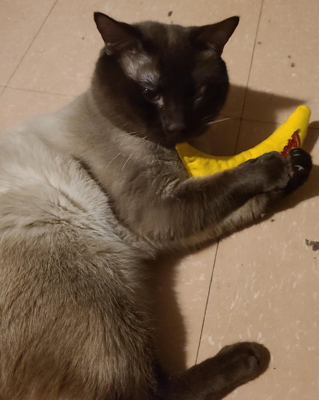 Siamesecat_Mom's tweet photo. (Cross-post from r/Siamesecats) No, you can't have my banana!
#siamesecat #siamese #cats #cat #of #love #catlife #catlover #siamesecats #catlovers #kittens #kitten #siamesekitten #meow #siameseworld #catoftheday #world #kitty #feature #blueyes #siameselove
#siamesecat https://t.co/F1FfNou5CY