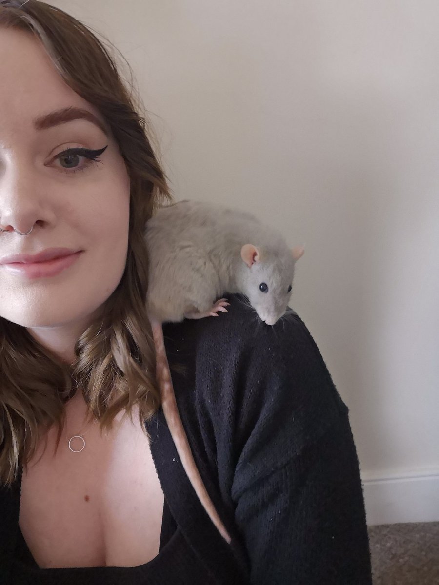 sfmclarenn's tweet photo. Not sure #ratsofpublishing will quite take off of the same as #catsofpublishing did, but my babies deserve some appreciation all the same ππ https://t.co/iFz40s7CZX