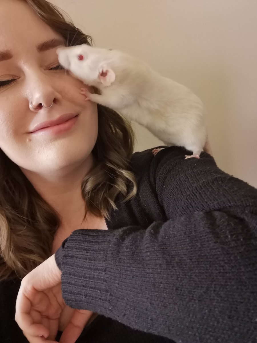 sfmclarenn's tweet photo. Not sure #ratsofpublishing will quite take off of the same as #catsofpublishing did, but my babies deserve some appreciation all the same ππ https://t.co/iFz40s7CZX