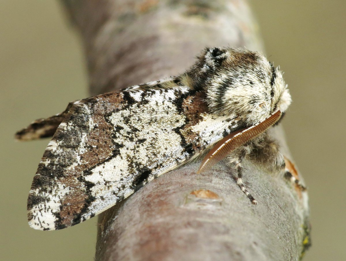 Een van de mooisten! De Vroege spanner (Biston strataria) op bezoek in de tuin. #nachtvlinder #moths #nature #macro #insect <a href="/Nachtvlinders/">Nachtvlinders</a> <a href="/ivnrijssenenter/">IVN Rijssen-Enter</a> <a href="/waarneming/">Waarneming.nl</a> <a href="/volgdenatuur/">volg de natuur</a>
