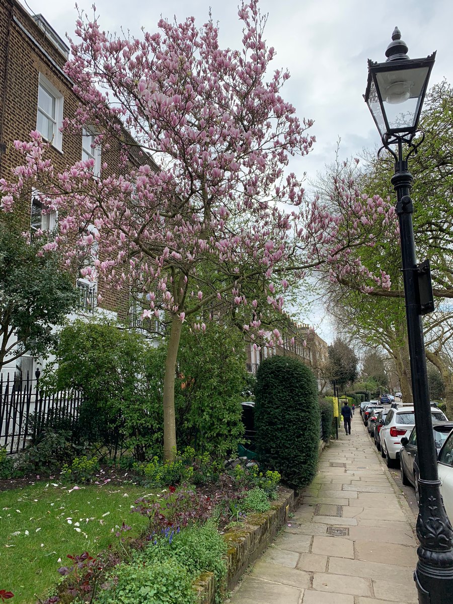 Enjoying walking around London today #london #spring #bloom