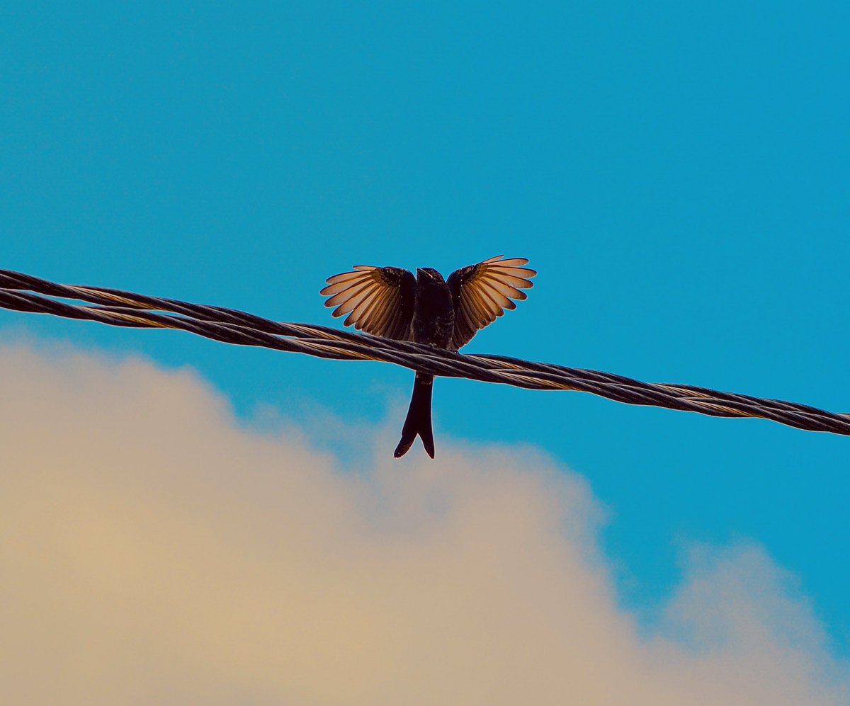 Harshbhagal's tweet photo. Hope is the thing with feathers....
#birdphotography 
#birdlovers 
#birdnature https://t.co/ujsWhu2nWH