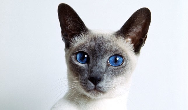 Siamesecat_Mom's tweet photo. Siamese Cat Colors Chart
#siamesecat #siamese #cats #cat #of #love #catlife #catlover #siamesecats #catlovers #kittens #kitten #siamesekitten #meow #siameseworld #catoftheday #world #kitty #feature #blueyes #siameselove
#siamesecat #siamesecatsofinstagram #siamesecats https://t.co/4BGHLaxow0