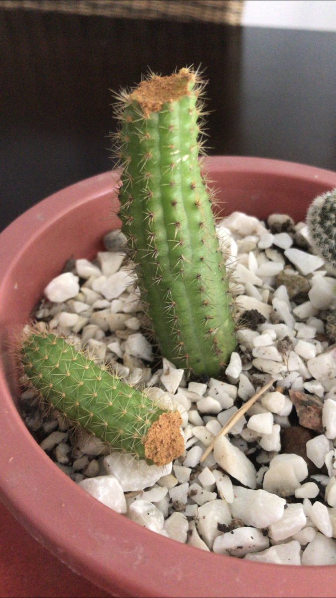 mercedescanepa3's tweet photo. @CAP2791 Creo que podes cortarlo hasta que por adentro no se vea ninguna mancha marrón ni nada. Después le pones canela en polvo y déjalo unos días que no le de el sol directo. A mi no se me pudrió pero se me rompió uno y ahora está así https://t.co/SWJ0YwkV06