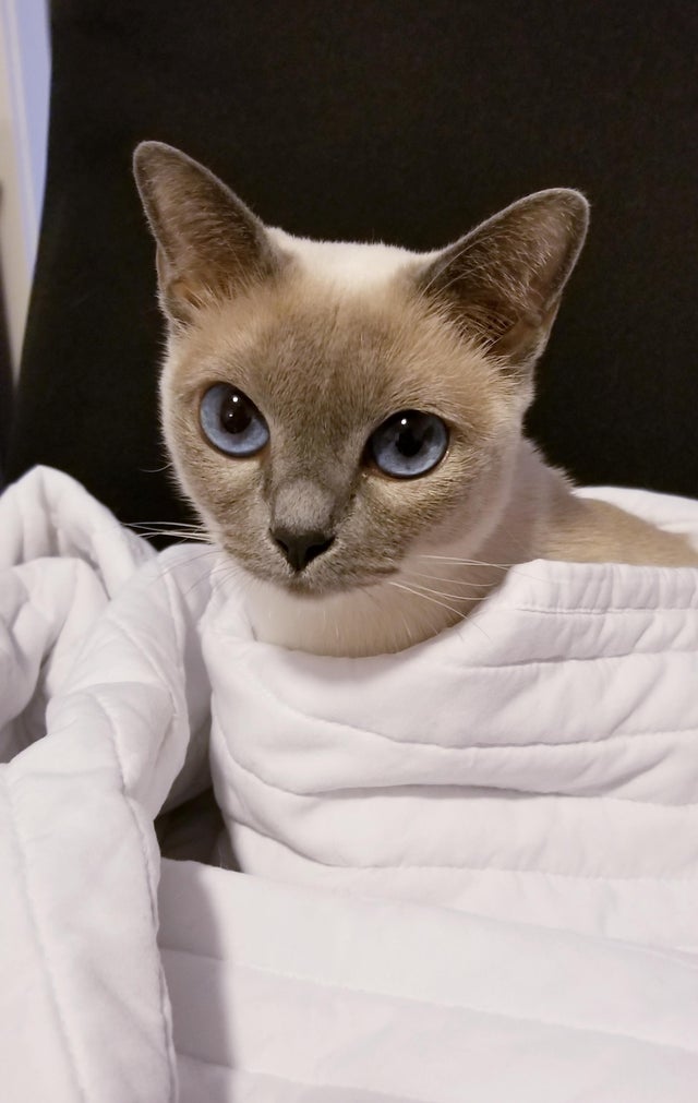 Siamesecat_Mom's tweet photo. Hello from r/Siamesecats!
#siamesecat #siamese #cats #cat #of #love #catlife #catlover #siamesecats #catlovers #kittens #kitten #siamesekitten #meow #siameseworld #catoftheday #world #kitty #feature #blueyes #siameselove
#siamesecat #siamesecatsofinstagram #siamesecats https://t.co/BaRDq20naM