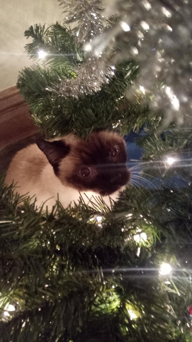 Siamesecat_Mom's tweet photo. Merry Catmas r/siamesecats!!
#siamesecat #siamese #cats #cat #of #love #catlife #catlover #siamesecats #catlovers #kittens #kitten #siamesekitten #meow #siameseworld #catoftheday #world #kitty #feature #blueyes #siameselove
#siamesecat #siamesecatsofinstagram #siamesecats https://t.co/mkVREDA4lB