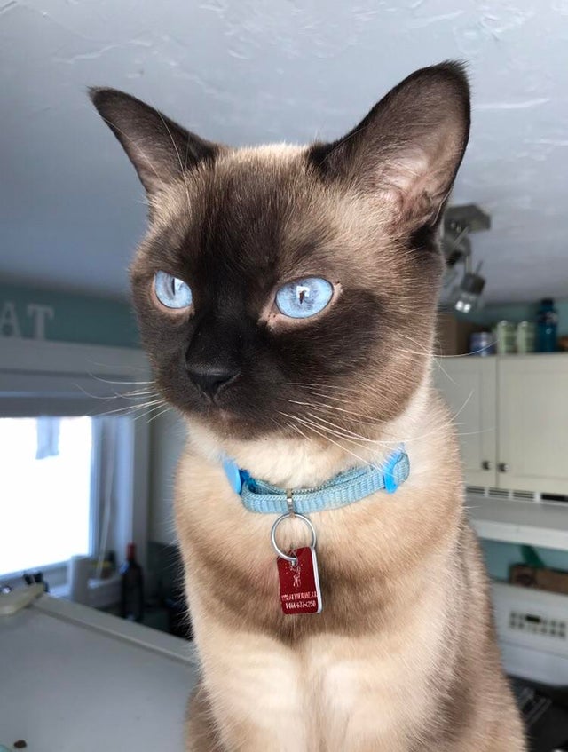 Siamesecat_Mom's tweet photo. r/siamesecats meet Zeus ☺️
#siamesecat #siamese #cats #cat #of #love #catlife #catlover #siamesecats #catlovers #kittens #kitten #siamesekitten #meow #siameseworld #catoftheday #world #kitty #feature #blueyes #siameselove
#siamesecat #siamesecatsofinstagram #siamesecats https://t.co/XYWzON3YNb