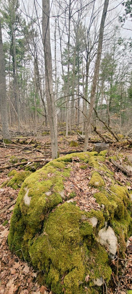 AmmSyed's tweet photo. Early morning hike from #CrawfordLake to #RattleSnakePoint and back. 10k distance, many stairs climbed (uphill). I guess i have earned my breakfast.

Note: Sad to see many trees cut to save the forest from bug infestation. (Tree destroying bug) https://t.co/W1oJzYdWyD