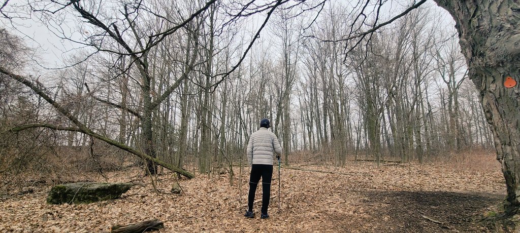 AmmSyed's tweet photo. Early morning hike from #CrawfordLake to #RattleSnakePoint and back. 10k distance, many stairs climbed (uphill). I guess i have earned my breakfast.

Note: Sad to see many trees cut to save the forest from bug infestation. (Tree destroying bug) https://t.co/W1oJzYdWyD