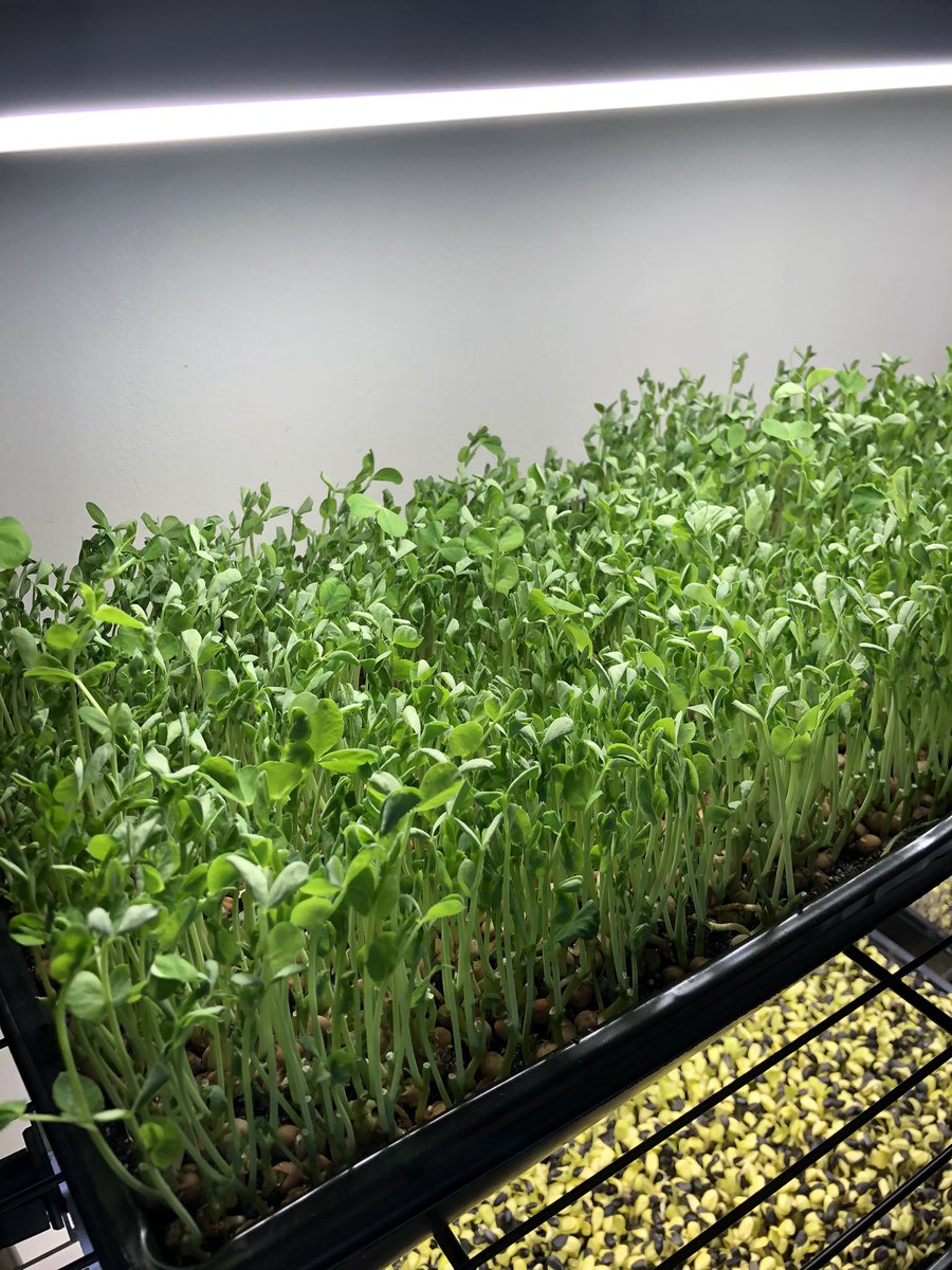 Microgreensand1's tweet photo. We heard you can get two cuts out of peas.  It’s true!   #MicroGreens #EatHealthy #EatLocal #Peas #MonticelloIndiana https://t.co/8efbZLS55z