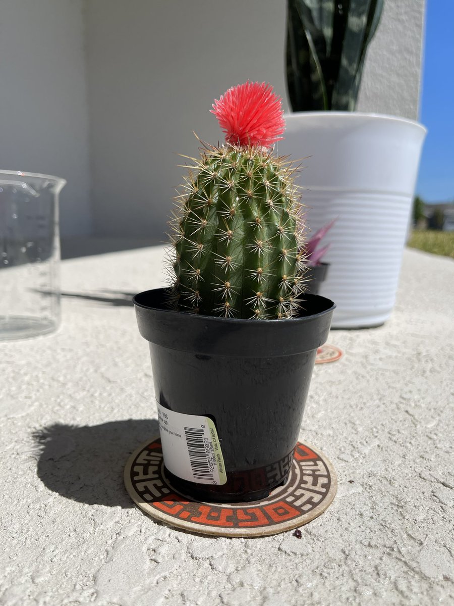 fwmkibwe's tweet photo. Meet my children yโall. This is Foily, Cactus Lack & Kozmik. #photokibwe #PlantDaddy #FatherEarth ๐ชด๐ต๐ https://t.co/n9upHn2fIl