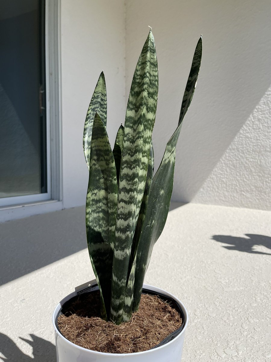 fwmkibwe's tweet photo. Meet my children yโall. This is Foily, Cactus Lack & Kozmik. #photokibwe #PlantDaddy #FatherEarth ๐ชด๐ต๐ https://t.co/n9upHn2fIl