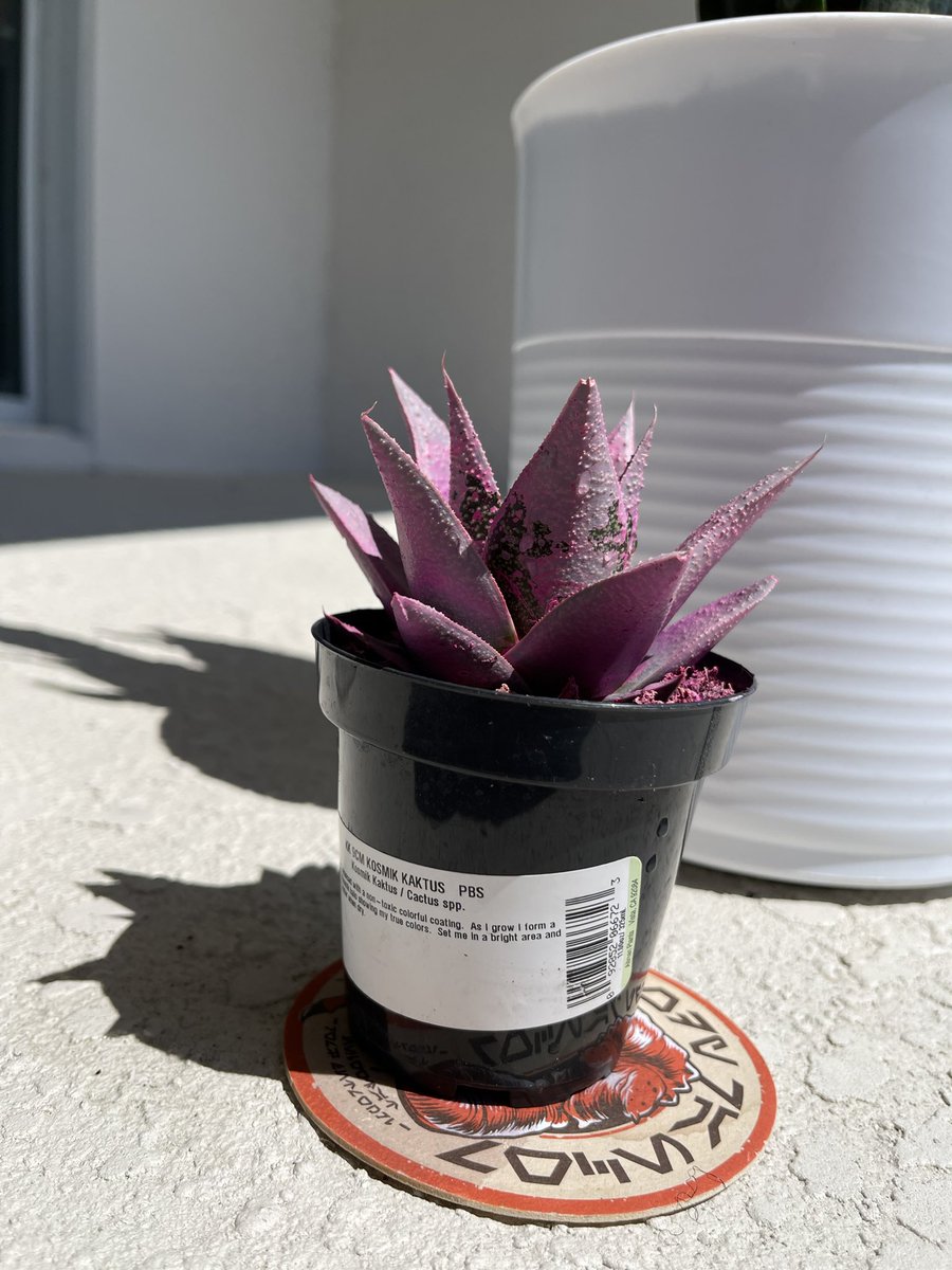 fwmkibwe's tweet photo. Meet my children yโall. This is Foily, Cactus Lack & Kozmik. #photokibwe #PlantDaddy #FatherEarth ๐ชด๐ต๐ https://t.co/n9upHn2fIl