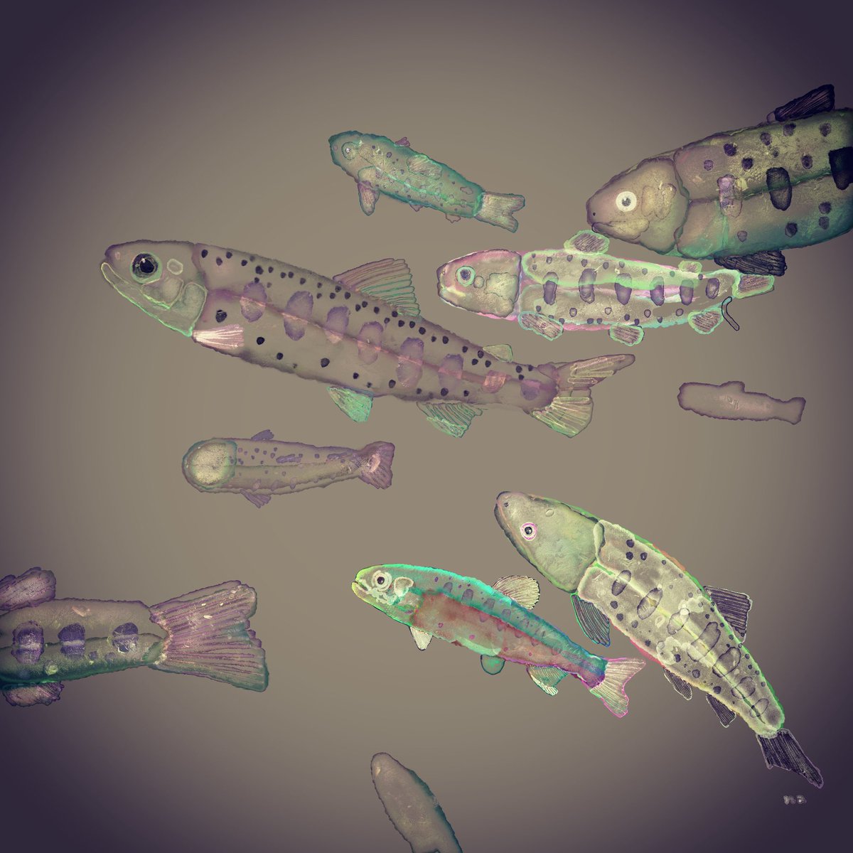 Twoucan お魚 の注目ツイート イラスト マンガ コスプレ モデル Twoucan お魚 の注目ツイート イラスト マンガ コスプレ モデル