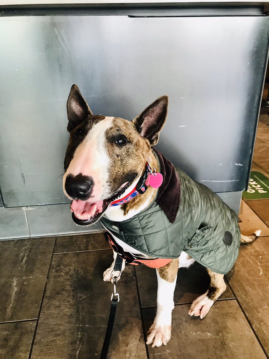 MrTallsDog's tweet photo. Not to toot my own horn but has a Barbour jacket ever looked so elegant and dapper? 🐶 🧥 https://t.co/aBCKxndEzX