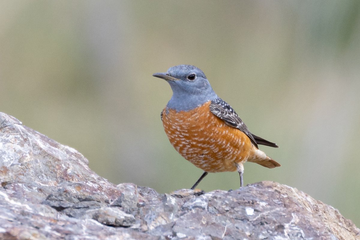 CyprusBirdsandNature tweet media