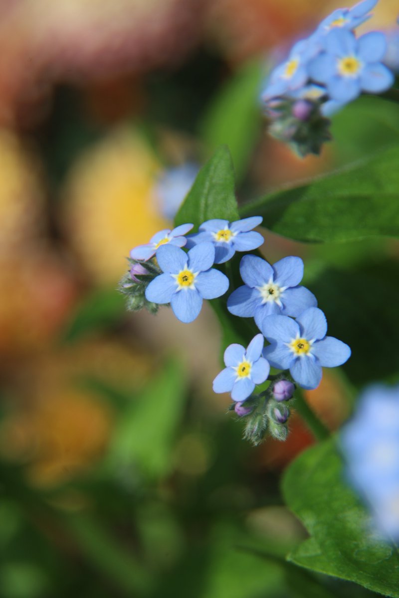 gontanokoneroku's tweet photo. Forget-me-not 😉 https://t.co/BnSyXqv5yj