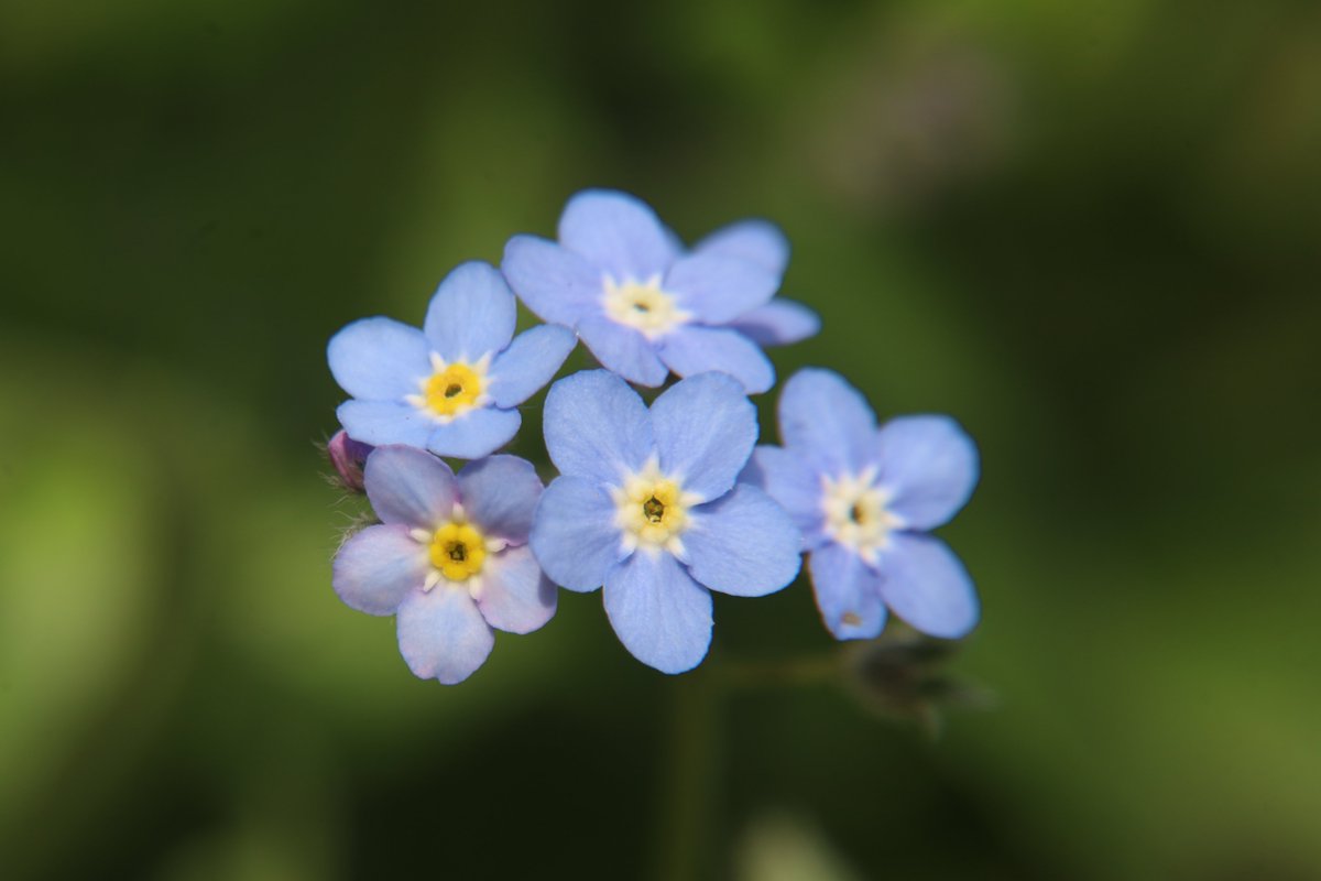 gontanokoneroku's tweet photo. Forget-me-not 😉 https://t.co/BnSyXqv5yj