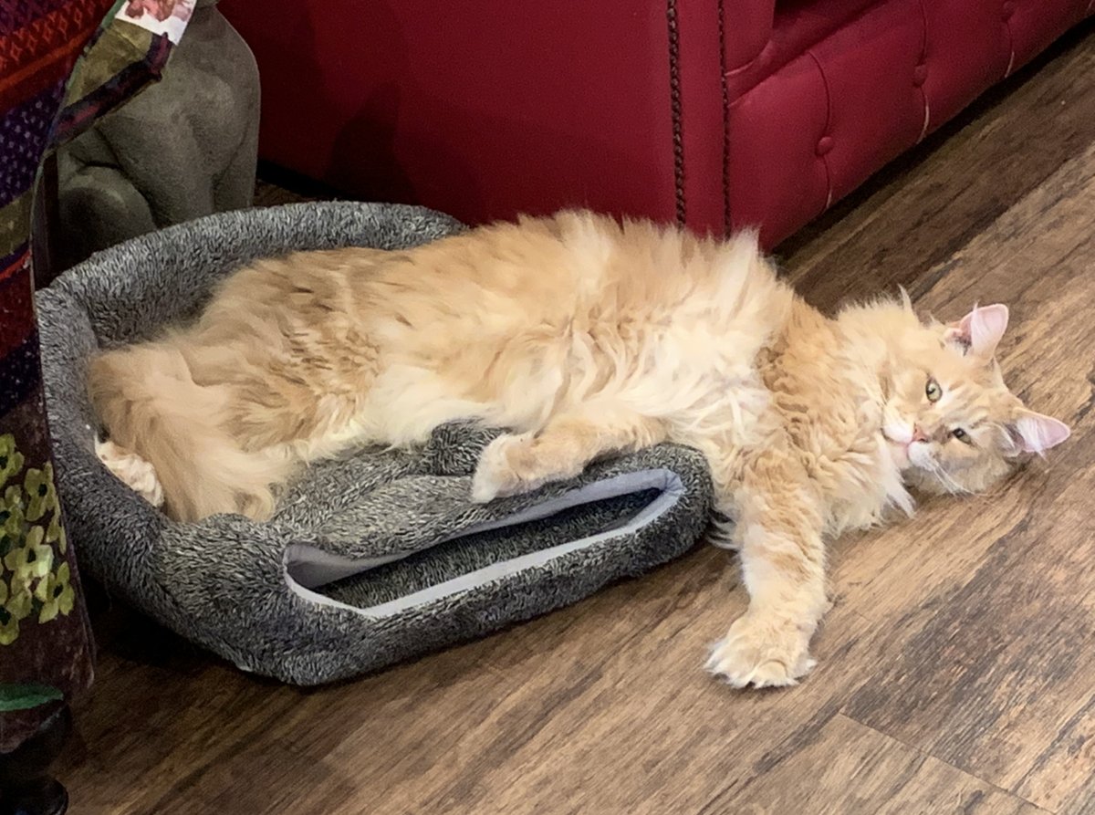 HeathcliffeThe's tweet photo. Heathcliffe did everything his own way, this is how to use a car bed, Heathcliffe style https://t.co/jHV0wnLLOk