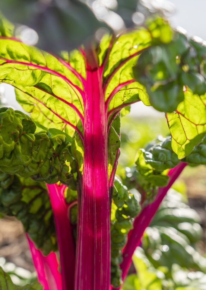 Rainbow Chard, Spring Onion, Herbs, Meats and More! Plus, the farmers fund is going strong - and Georgetown Pecan Company is back! conta.cc/2QGgxxc