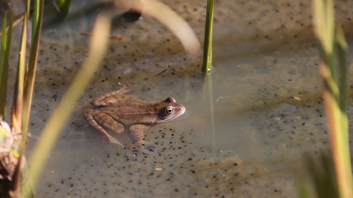 ForestryEngland's tweet photo. Are you a self-confessed #SpringSpotter? Frog spawn is like large clumps of bubbles in a bubble bath, whereas toad spawn is always in a line like a chain. Make sure not to disturb eggs if you see them! 🐸 https://t.co/VfstES6qvV