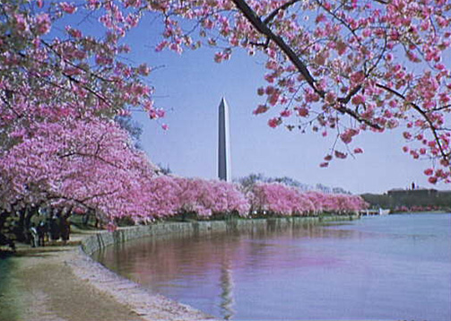 librarycongress's tweet photo. Today in History: Japan makes gift of cherry blossoms trees to the U.S., 1912 #otd #tih https://t.co/opKU7TrgTA https://t.co/GbXPJwLyfD