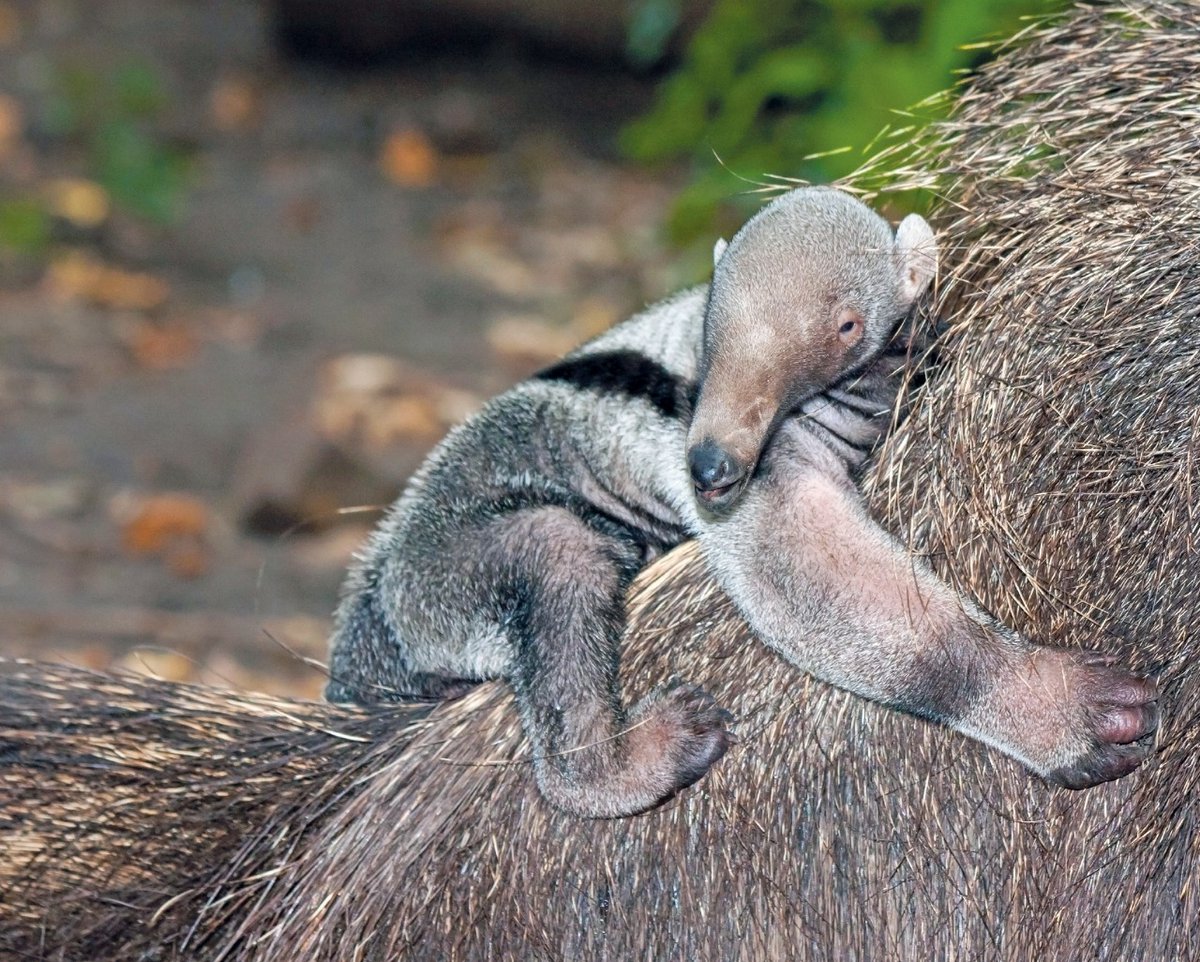 ZoodeMartinique's tweet photo. Votez pour votre prénom préféré pour le bébé fourmilier né au zoo ! 🍼😍 Résultat à la fin des vacances ! A vos votes ! 😜

✨Pour voter rien de plus simple, cliquez sur le lien ci-dessous : https://t.co/FGKt2IqOwA

#martinique #zoodemartinique #paques #fourmilier #vacances https://t.co/DcctXoKDsd