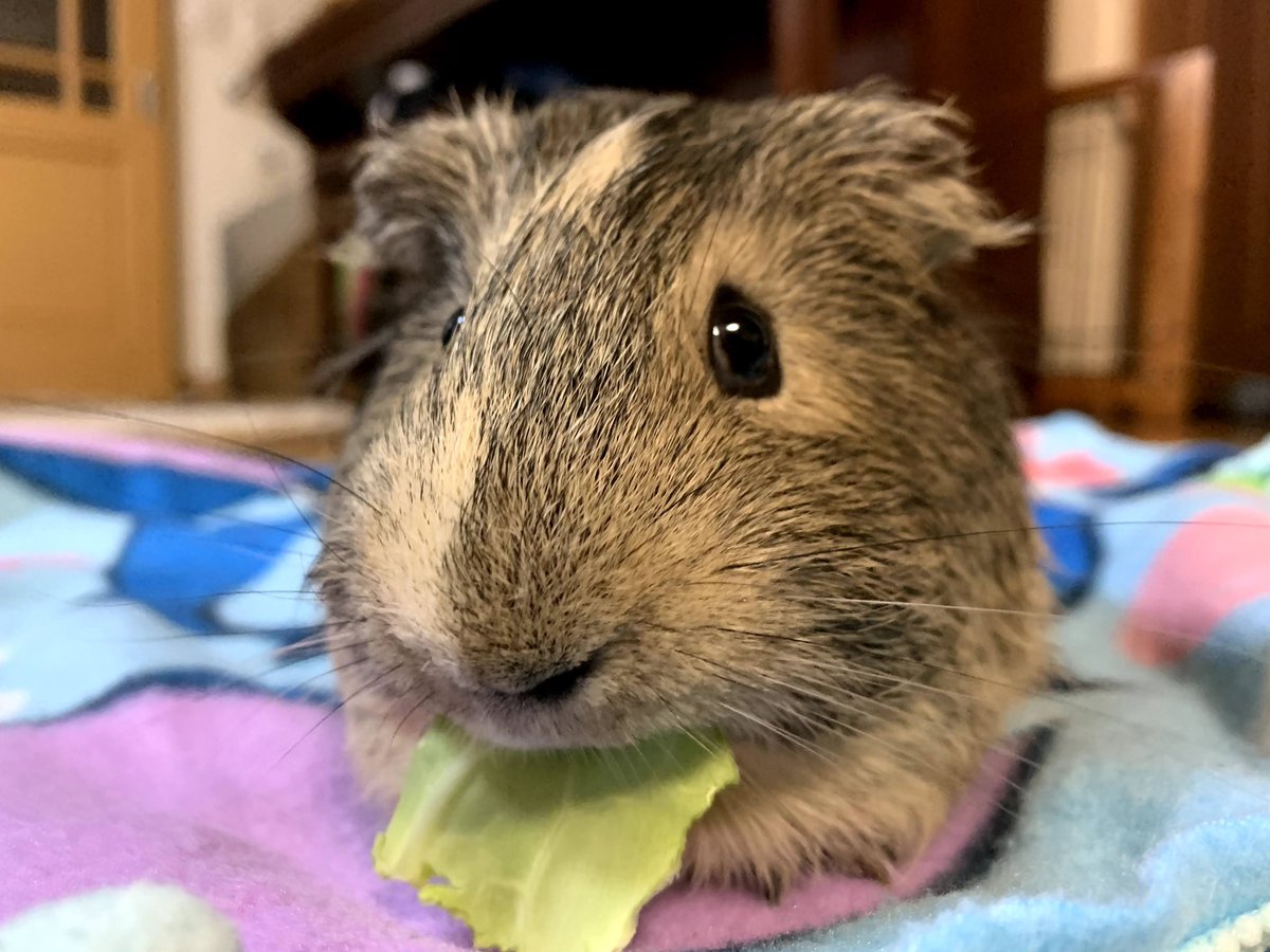m___o510's tweet photo. ほんと虎徹おってくれてよかった虎徹のおかげで寂しくない https://t.co/ylMI6MDovl