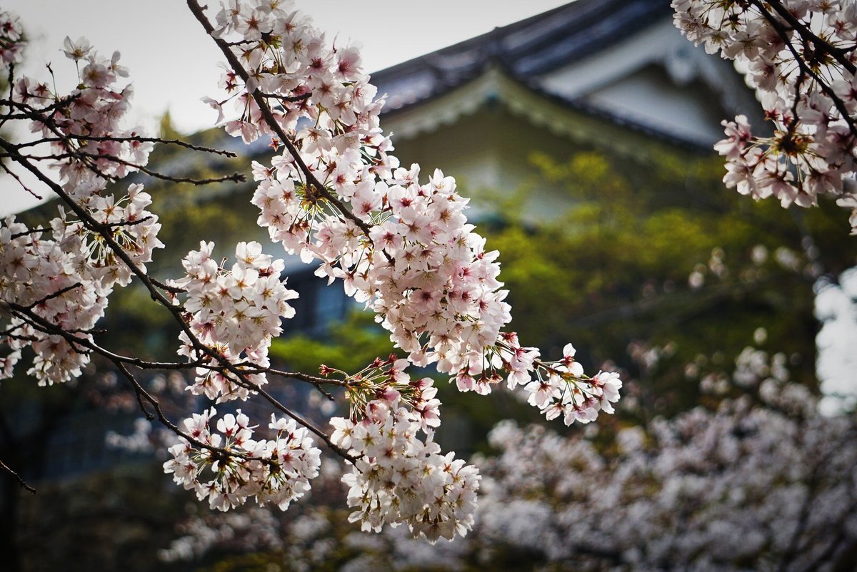 zg5np6TJwBeyqip's tweet photo. 2021/3/27
愛知:岡崎城公園
📷:SONY a6000
今日は名古屋城🌸と岡崎城夜桜🌸のハシゴ
めちゃめちゃよかったけど疲れた😅
.
#愛知 #aichi #桜 #愛知カメラ部
#zekkeipicture
#CherryBlossoms #春 #spring
#岡崎城
#名古屋城
#春色 #春色に染めよう
#夜桜
#A6000SONY #GoPro8black
#followme https://t.co/tfjQZlirBj