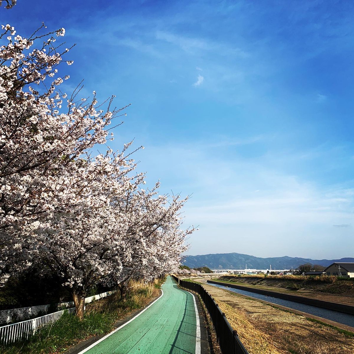 hiroshot's tweet photo. 久しぶりのロードバイク。花見ライド日和。この季節、二月堂から見下ろす景色、好きなんです。あんまり撮らない自撮りも。#桜 #ならクル #ロードバイク #自撮り下手 #奈良公園 #二月堂 #nara #cyclingjapan #roadbike #naracycling #sakuraride #花見ライド #ticcc #thisiscambridge #specialized https://t.co/gMmF6xCHOP